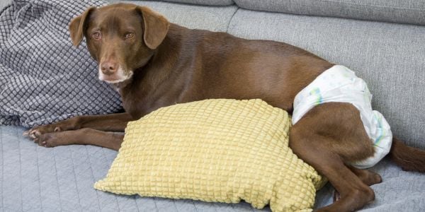 Dog beds hotsell for urinary incontinence